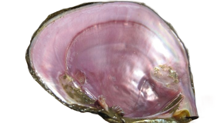Pink Shell